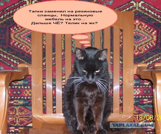 Котовторник