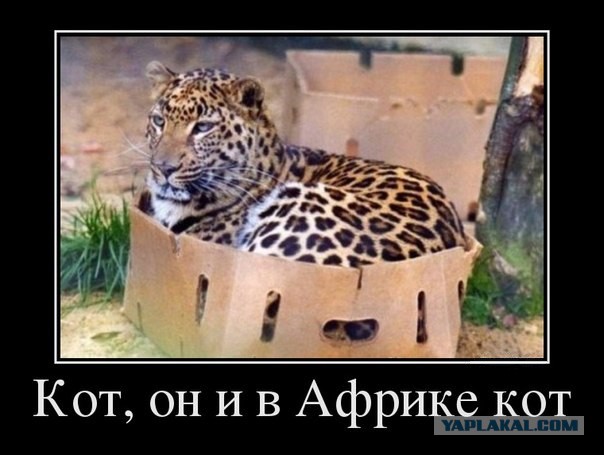 Аквариум для кота