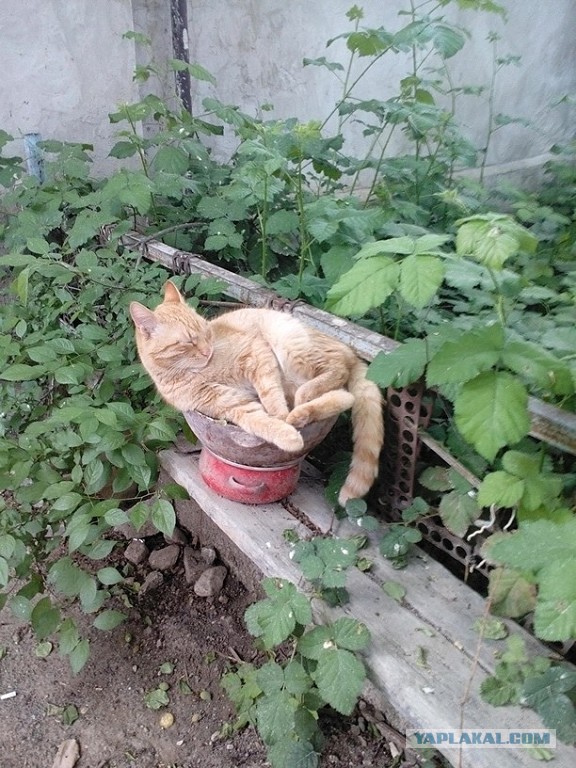 Котовторник 02.02.2016
