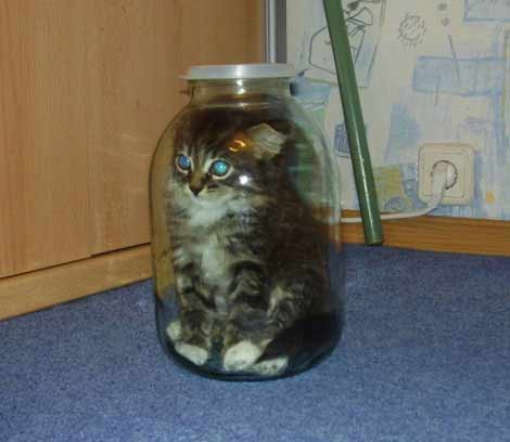 Коты, кошки, котята