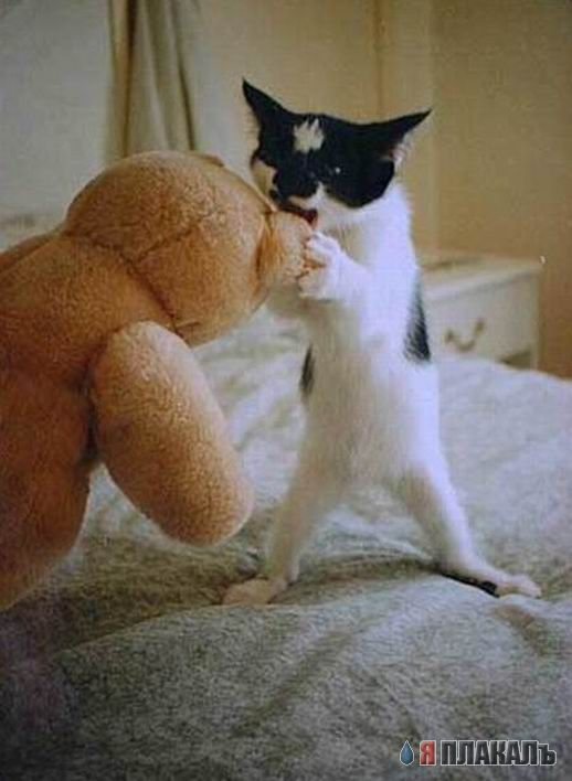 Коты, кошки, котята