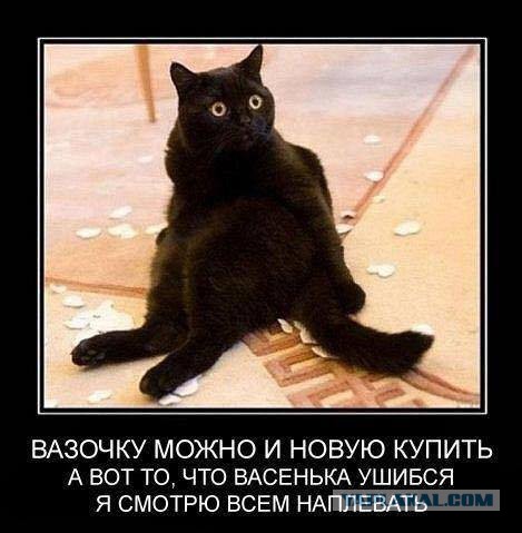 Кото-вторник 24 Мая 2016го :)