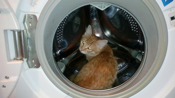 Котовторник 27.12.2016