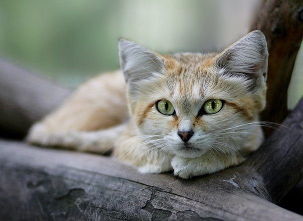 Коты и Кошки