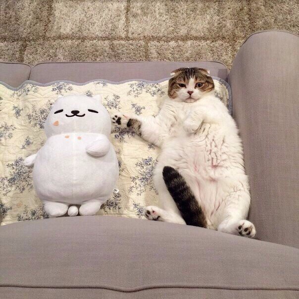 Коты и Кошки