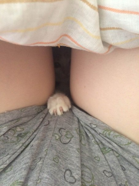 Котовторник