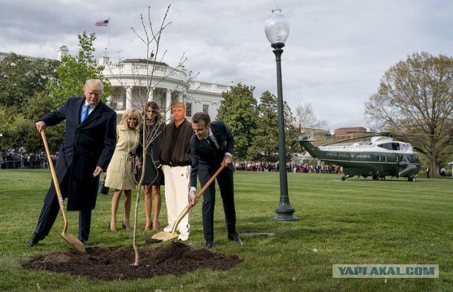 Сажающие дерево Трамп и Макрон превратились в мем