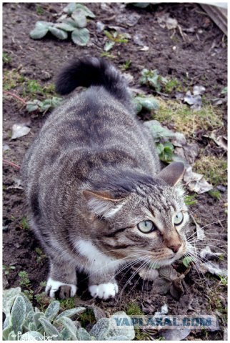 Ура, котовторник! (01.07.2008)