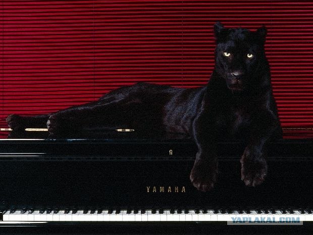 Большие кошки, фото
