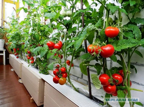 Вы говорите, что с личных подсобных хозяйств надо брать налоги?