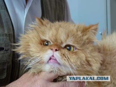 Котовторник!