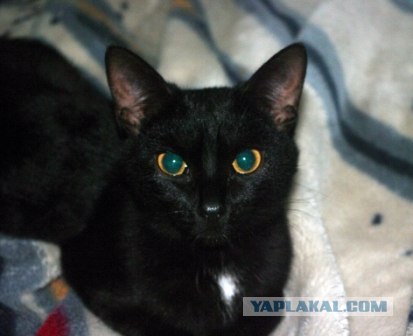 Десантный котовторник