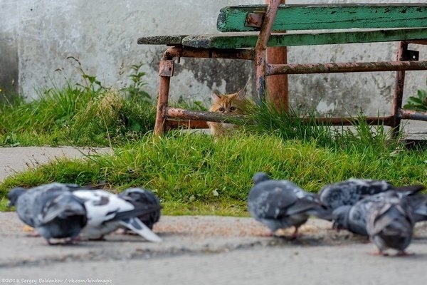 Живность из сети