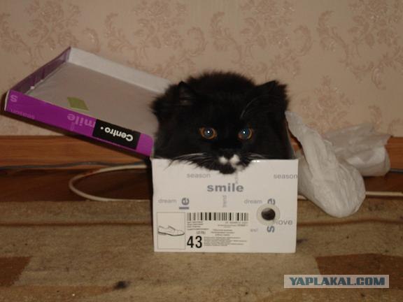 Котовторник! 13.03.2012