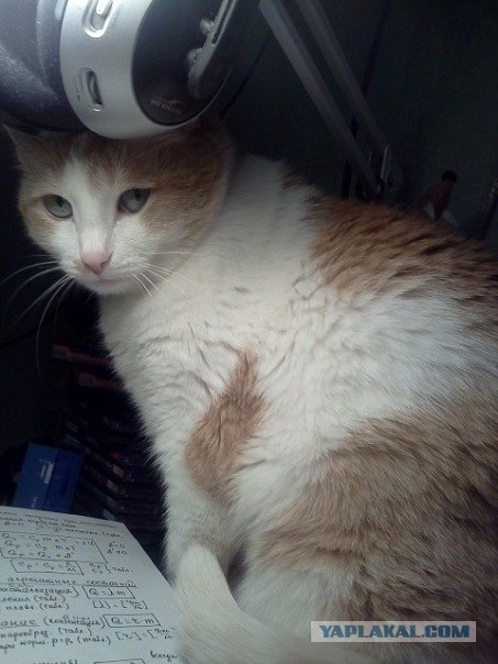 Котовторник 22.05.2012