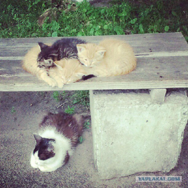 Котовторник 24.07.2012