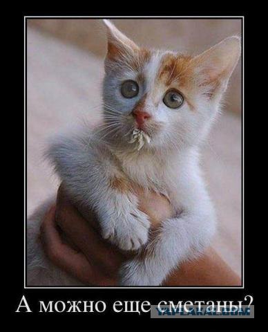 Ох уж эти коты :3