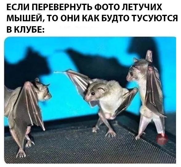 Бредзона