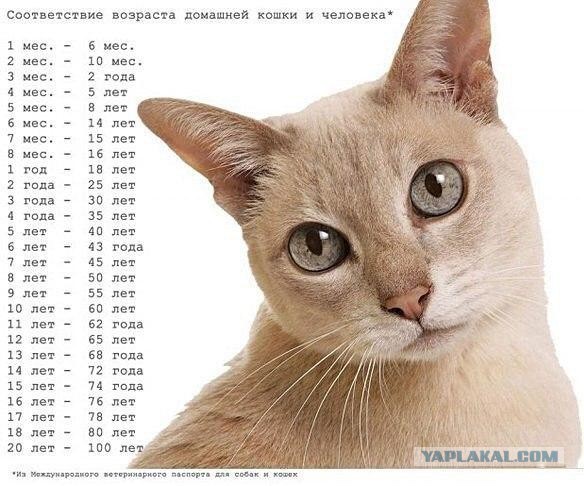 Этот взгляд