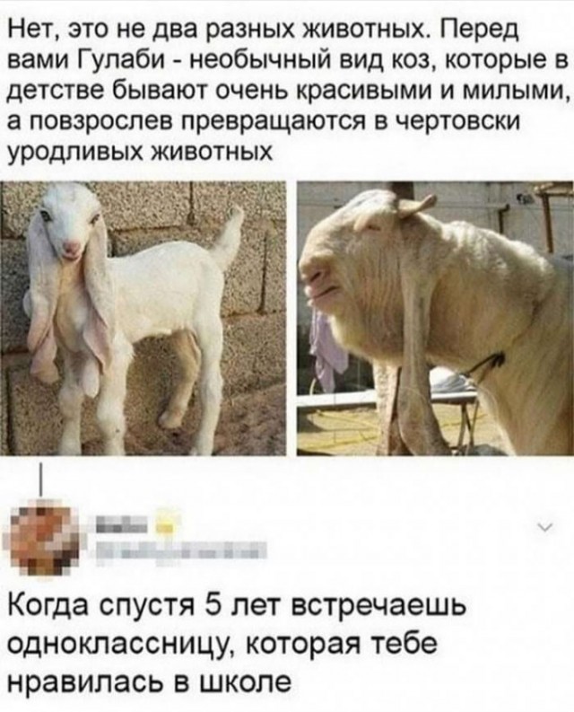 Юмор из соцсетей