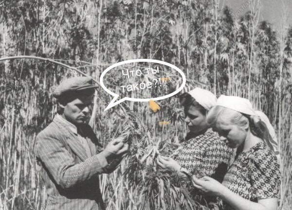 Опля, конопля!