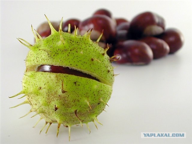 Белка