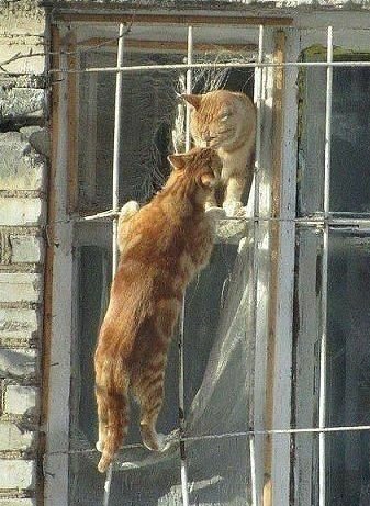 Последний котовторник 2020 года