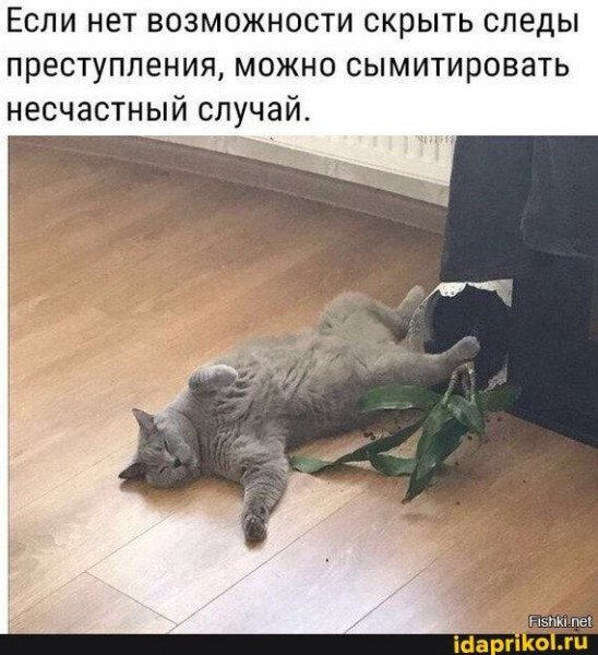 Картинки с надписями и котами
