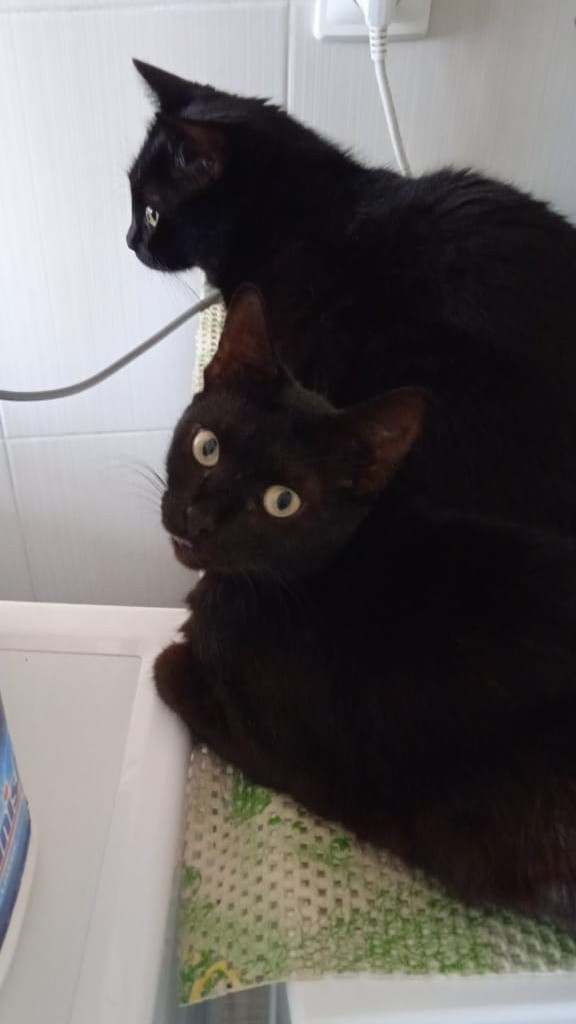 Котик с приюта