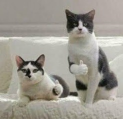 Мой кот