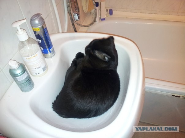Котовторник 09.04.2013