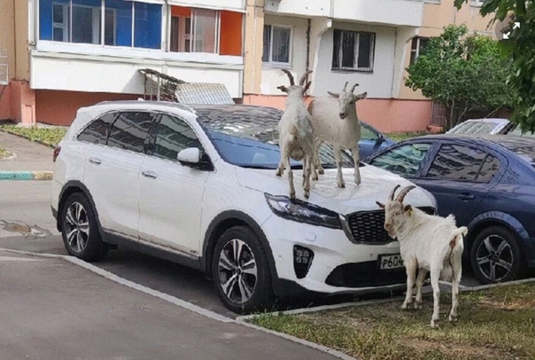 Их нравы