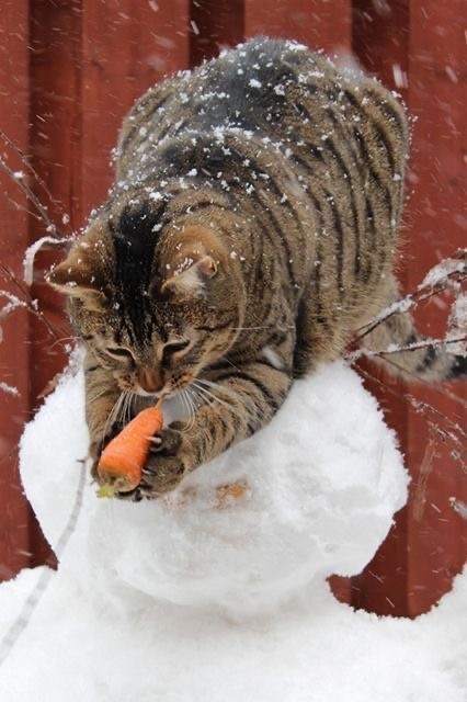 Котики из снега и котики на снегу
