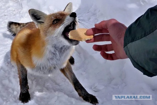 А ко мне гость пожаловал