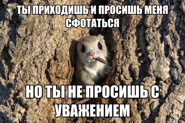 Финалисты премии «Комедийная фотография дикой природы»