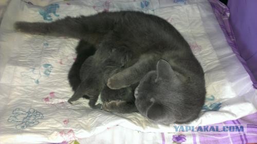 Котовторник 04.06.2013
