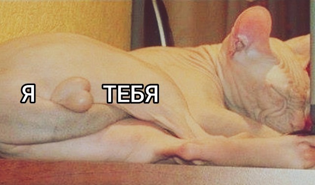 К котовторнику: подборка картинок-баянов с котиками и про котиков. Выпуск 6