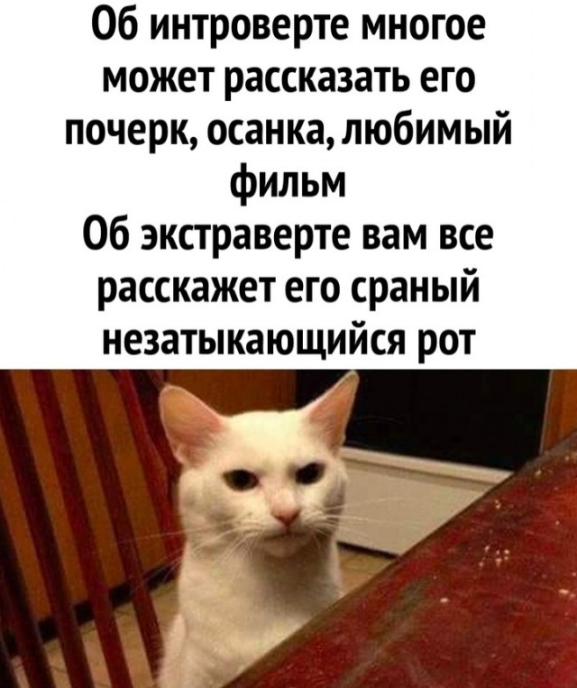 К котовторнику: подборка картинок-баянов с котиками и про котиков. Выпуск 8