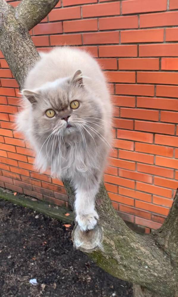 Котовторнику да