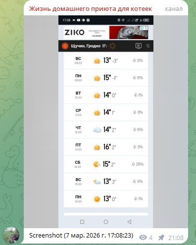 Жизнь домашнего приюта для котеек 574