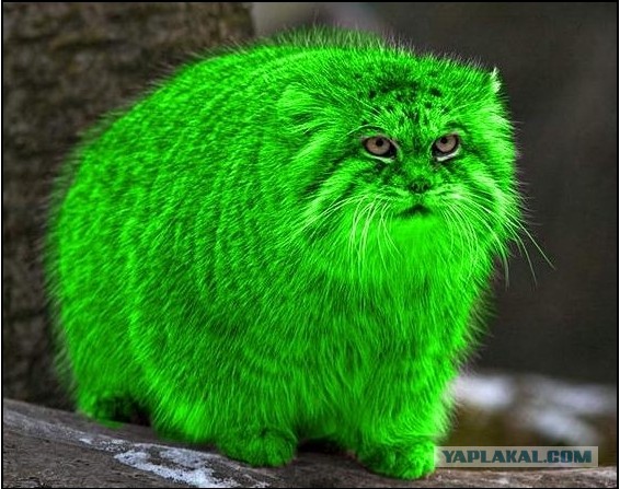 Моей банде сегодня год!