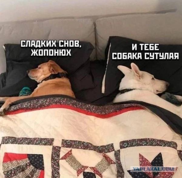 Котики.