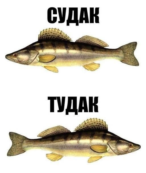 Судак