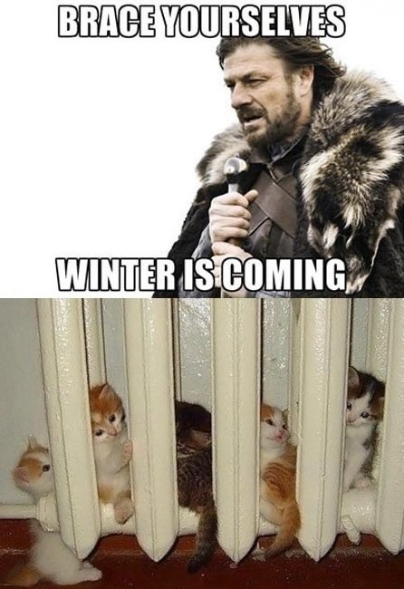 Все любят котиков!