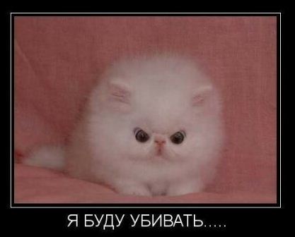 Польза от котов