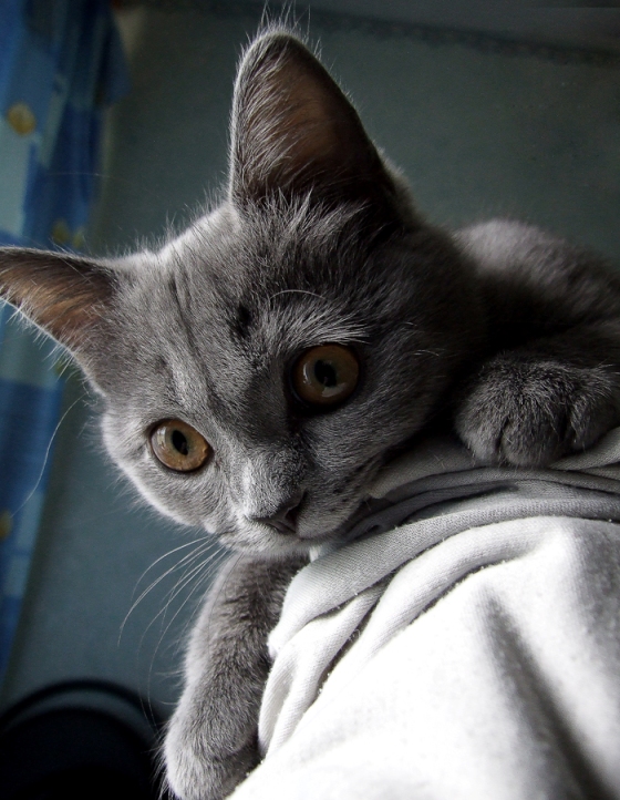 Котовторник 25.02.2014