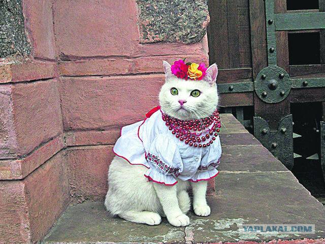 Котовторник 20.05.2014
