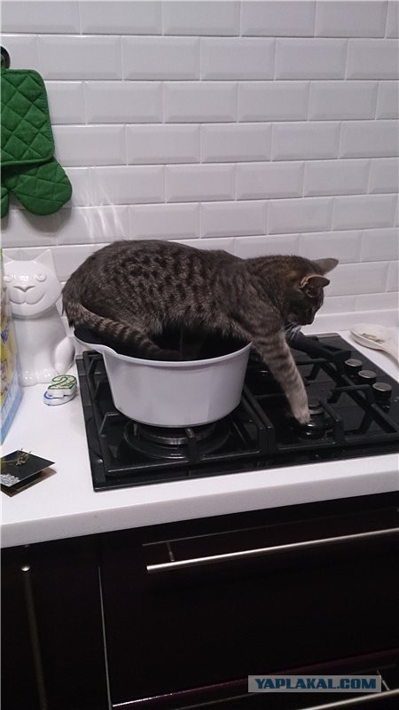 я обычный Человек