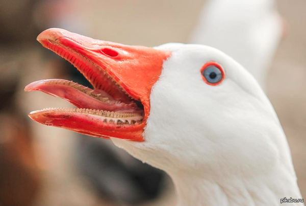 Аршавин нашел свою половинку?