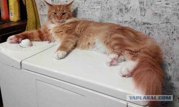 Кот попросил себя сфотографировать для Яп